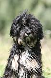 TERRIER DU TIBET 372